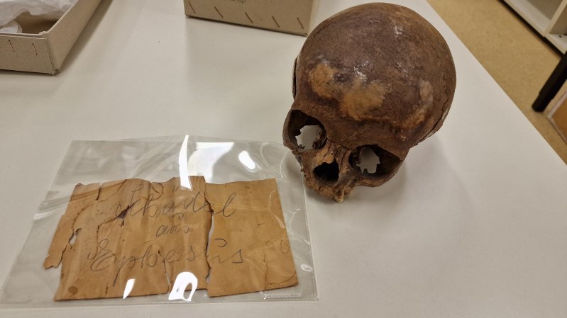 a skull next to a yellow note that reads: "Skull from Ephesus.”