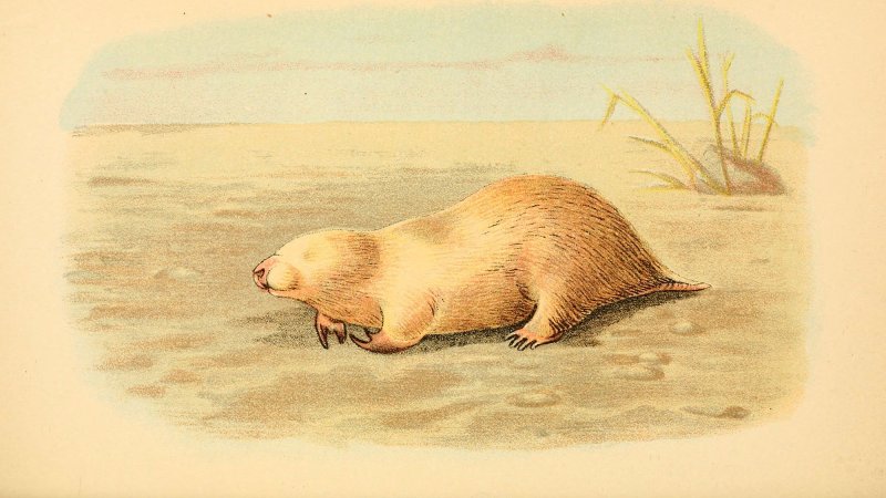 The southern marsupial mole.