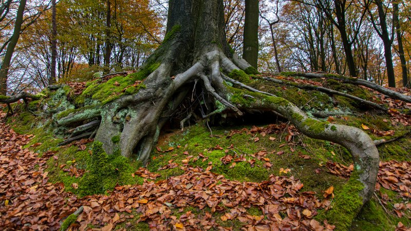 Many plants form partnerships with fungi that live in their roots; conservationists hope to harness these hidden microbes to help struggling species.