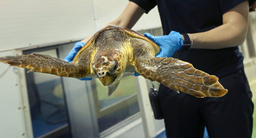 a scientist holds a large rescued sea turtle in a lab