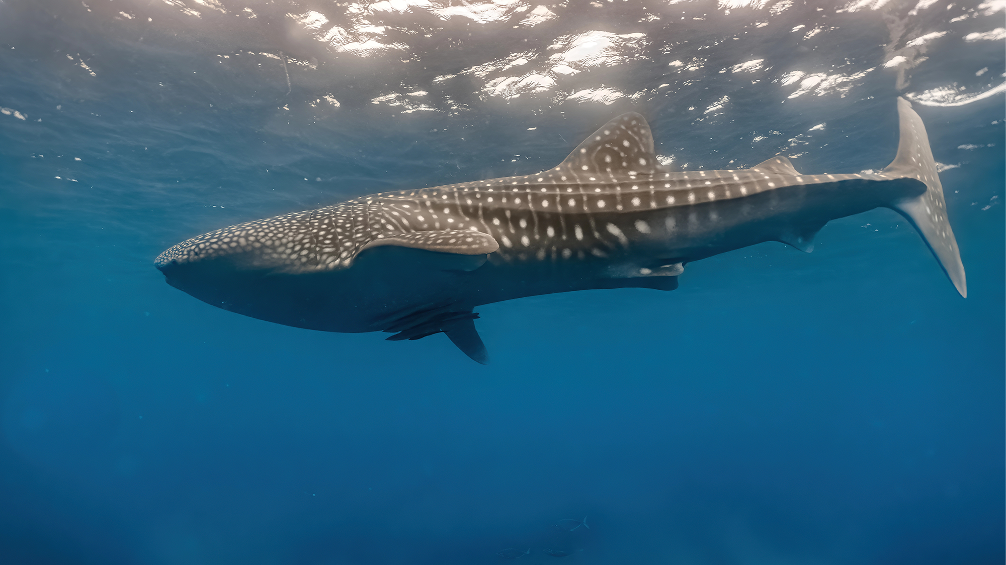 a long whale shark with gray spots swims in the ocean