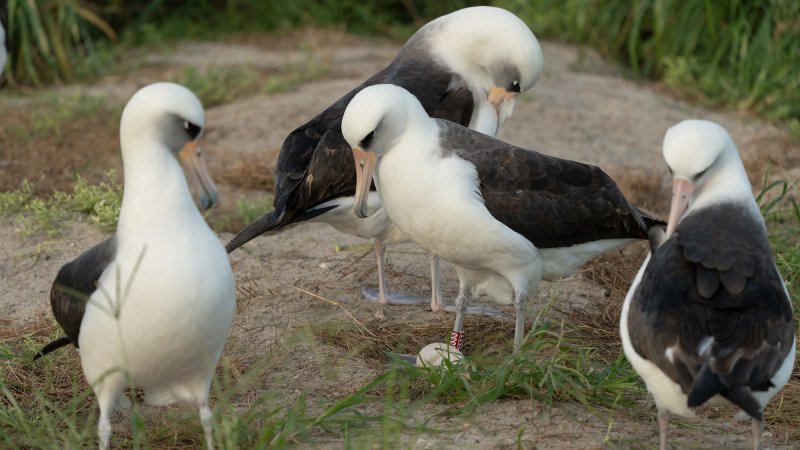 a bird with white and black plummage and an egg on a nest and three other birds standing around her