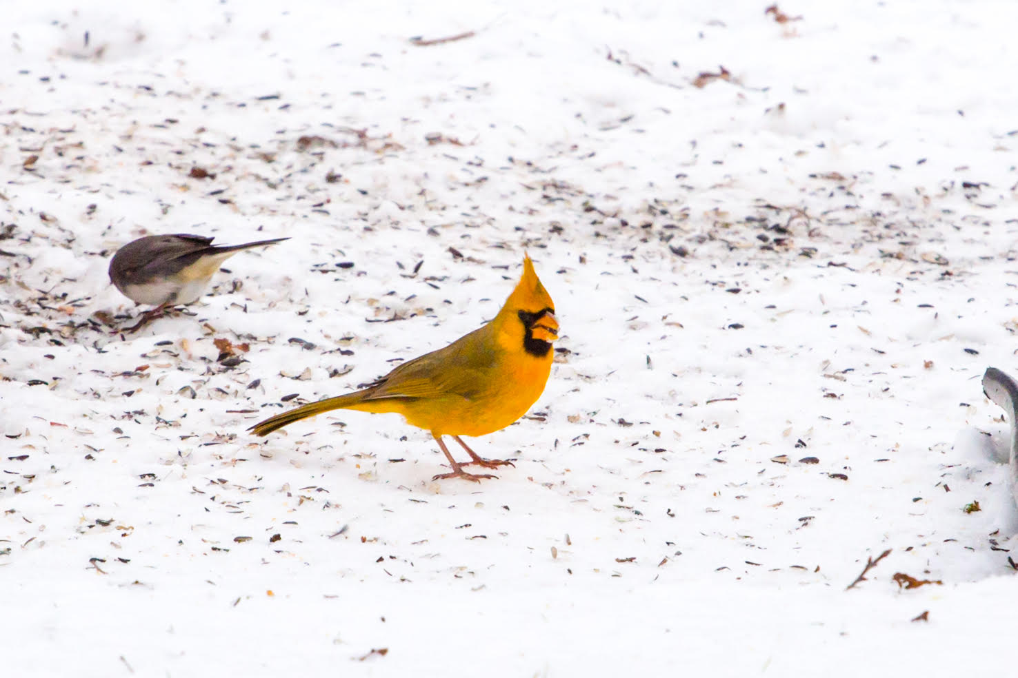 a yellow cardinal standing on snow in the backyard