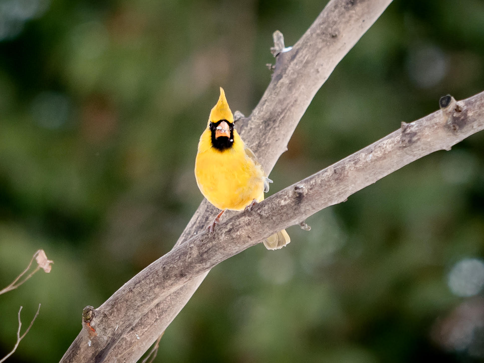 a yellow cardinal sits on a tree branch