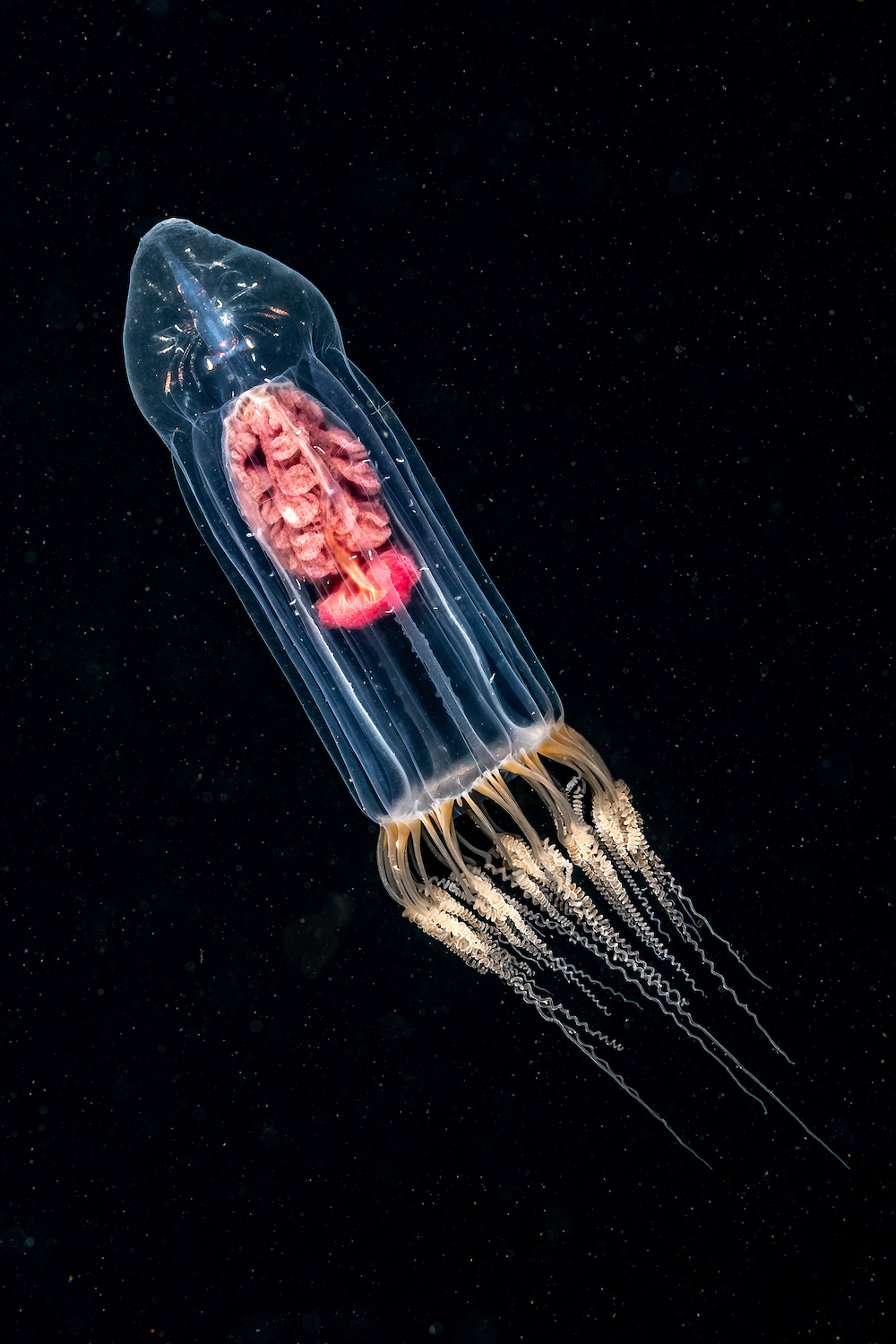 a transparent creature shaped like a bell with a crab behind it