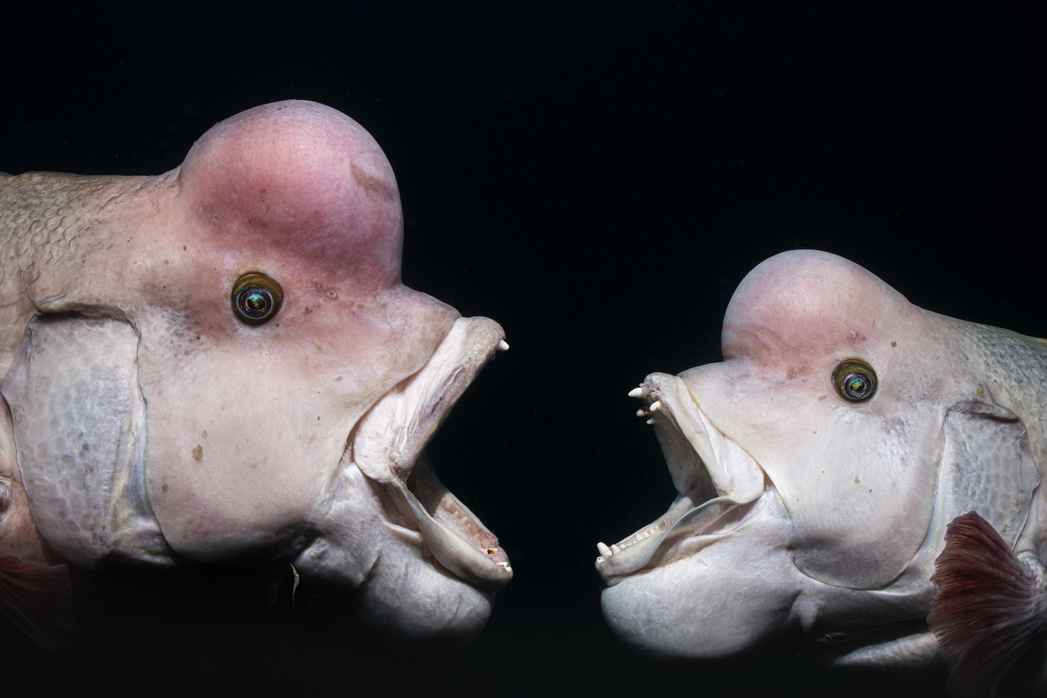 two bulbous fish square off, mouths open