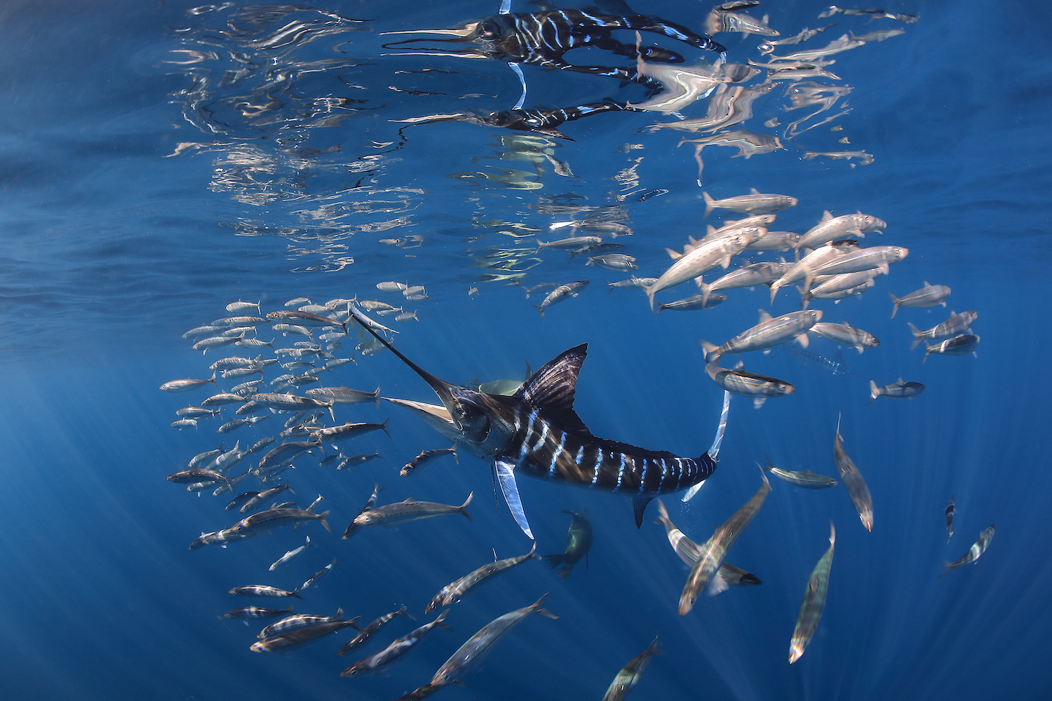 a marlin is surrounded by fish