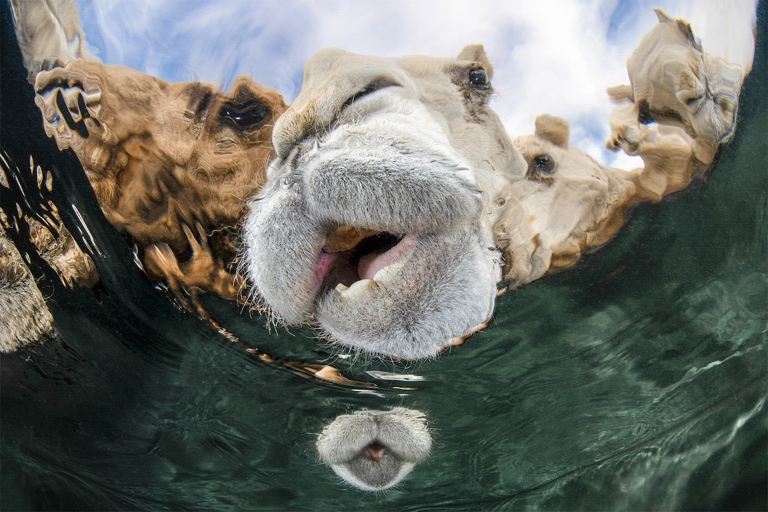 camels stick their snouts in water to drink