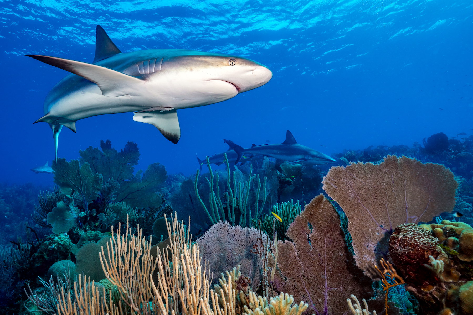 sharks swim above a colorful coral reef