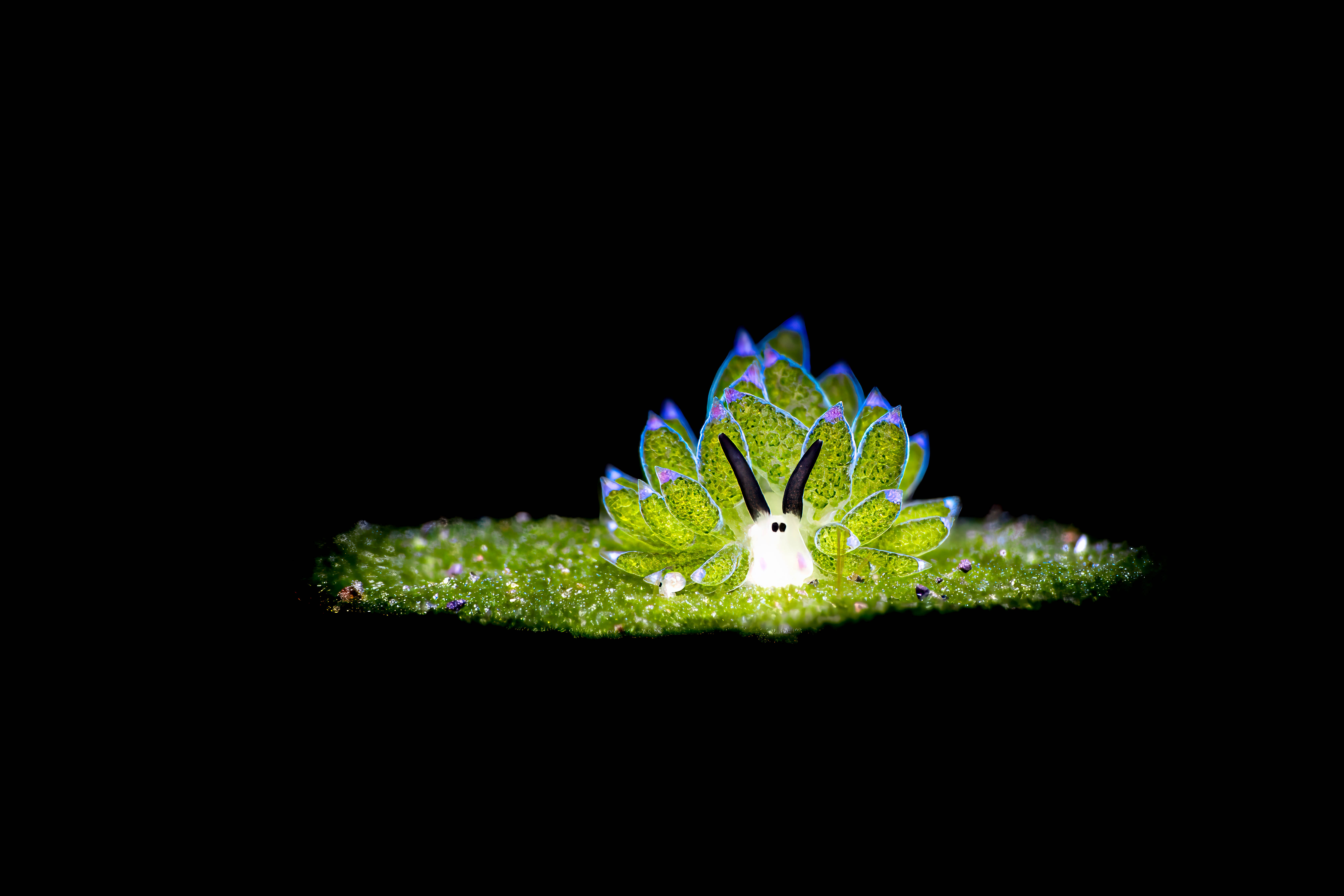 a creature resembling a sheep sits on a sparkly green surface