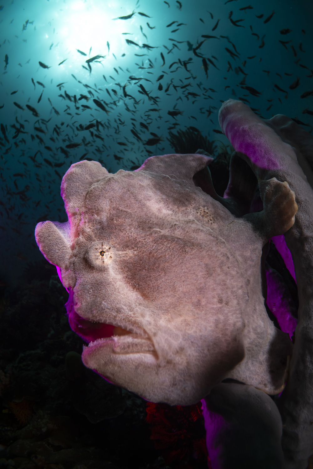 a gape-mouthed frogfish floats