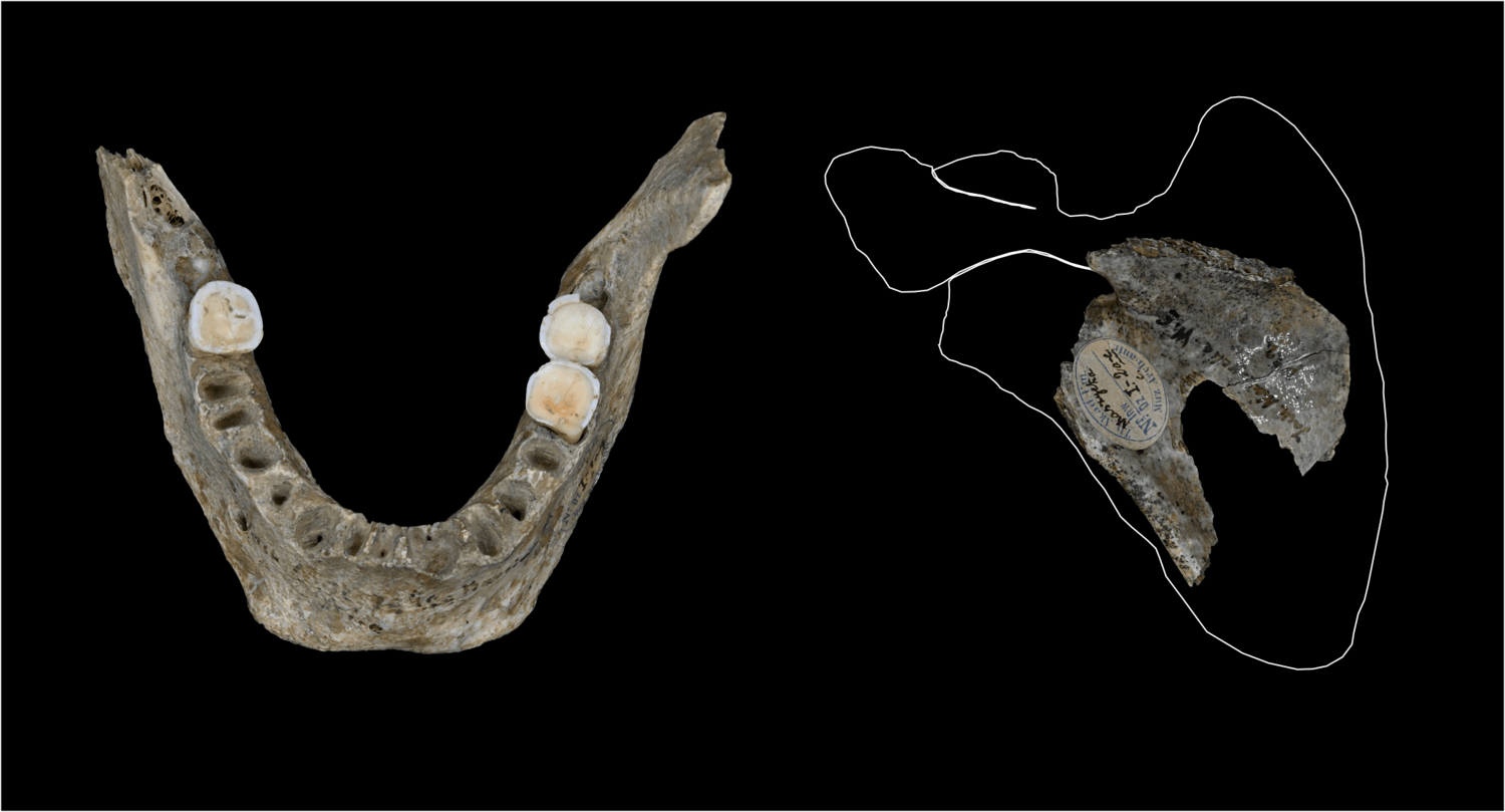 Human remains found in the Maszycka Cave dating from 18,000 years ago.