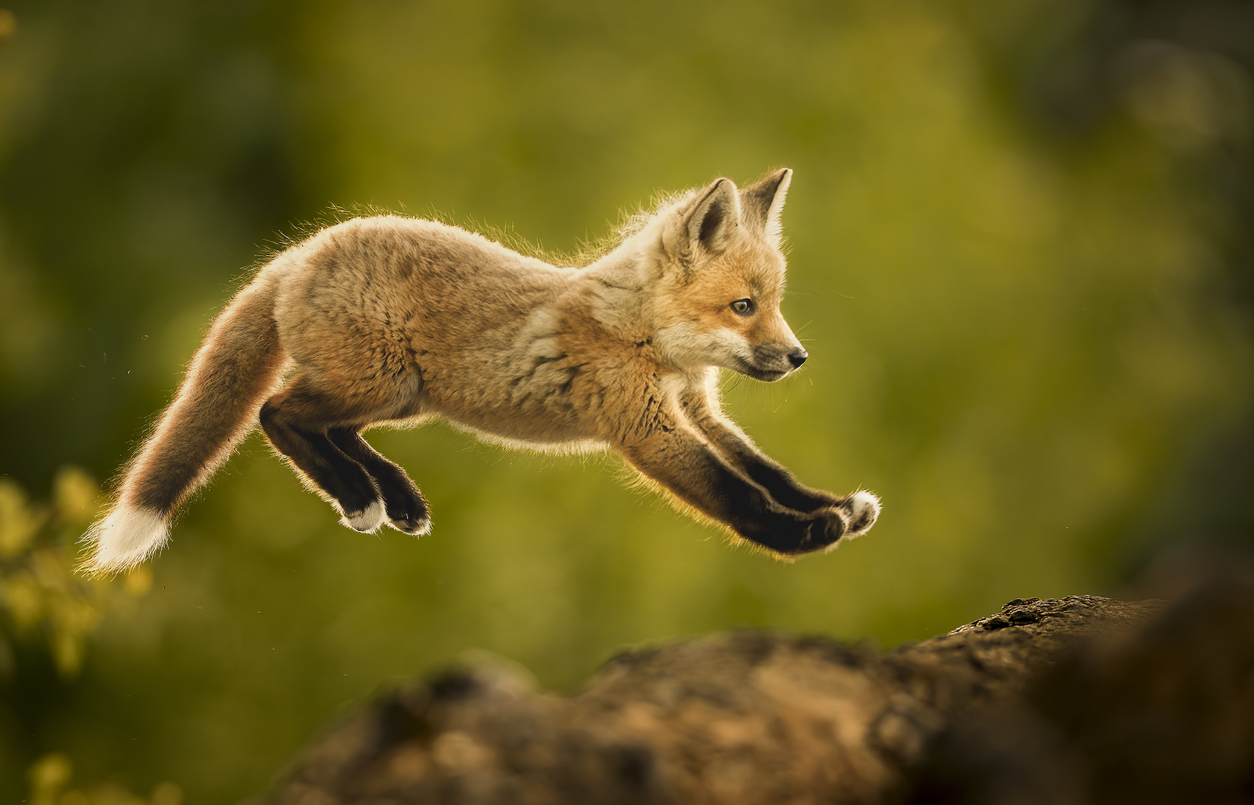 a young fox leaps