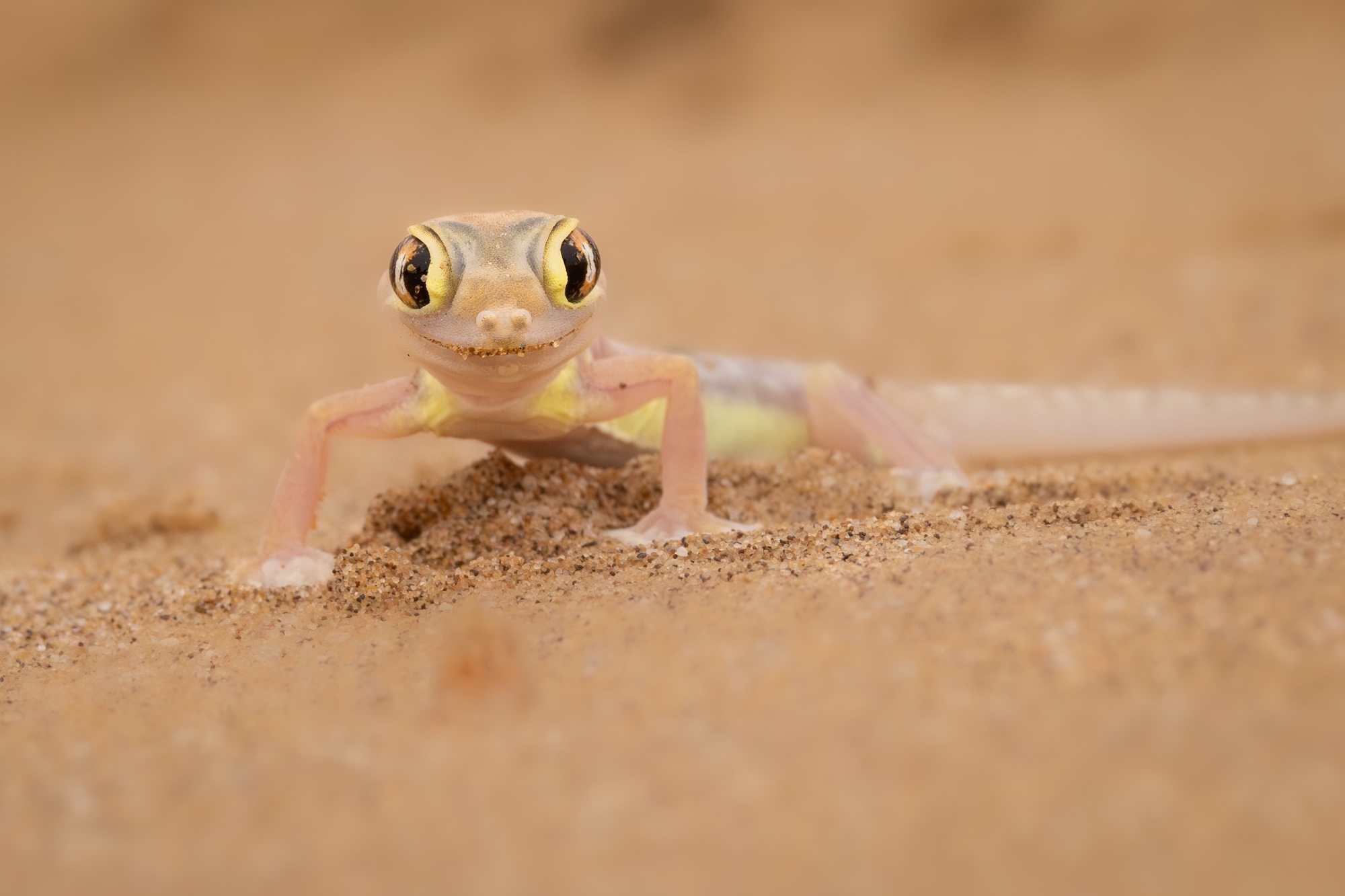 a pinkish lizard stares at the camera appearing to grin