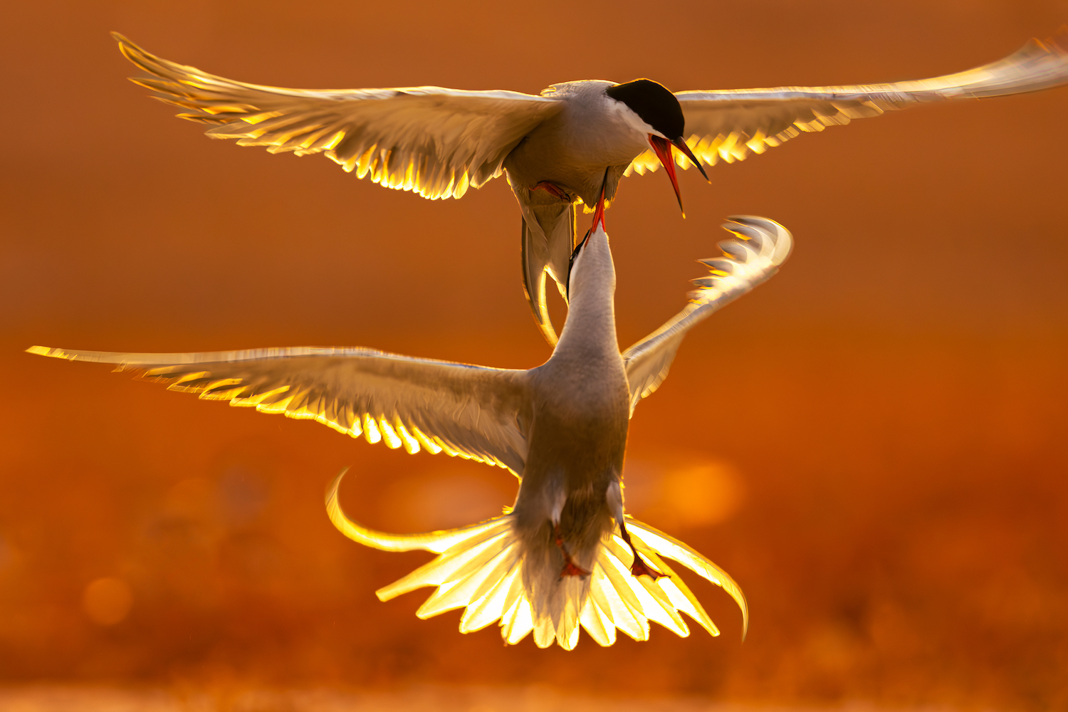 Two White Cheeked Tern fighting for territory in Kubbar Island in Kuwait, one is pushing its beak to the other chest in what it look like a sword in the chest! Kubbar is famous for its large summer colonies of breeding Terns. The White-cheeked Terns build their nests in a more elevated area and these scrapes are either found either on the bare ground or in areas where there is some patchy grass cover, but all with no shelter at all from the brutal summer sun.