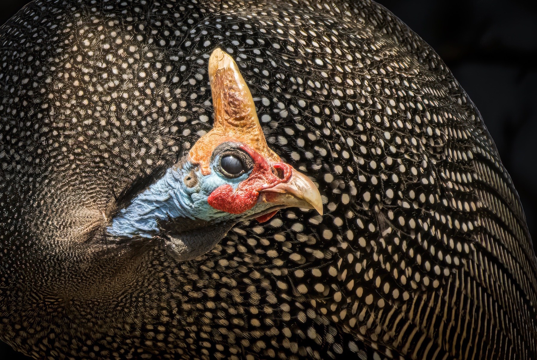 a brightly colored guinea fowl head against its spotted body