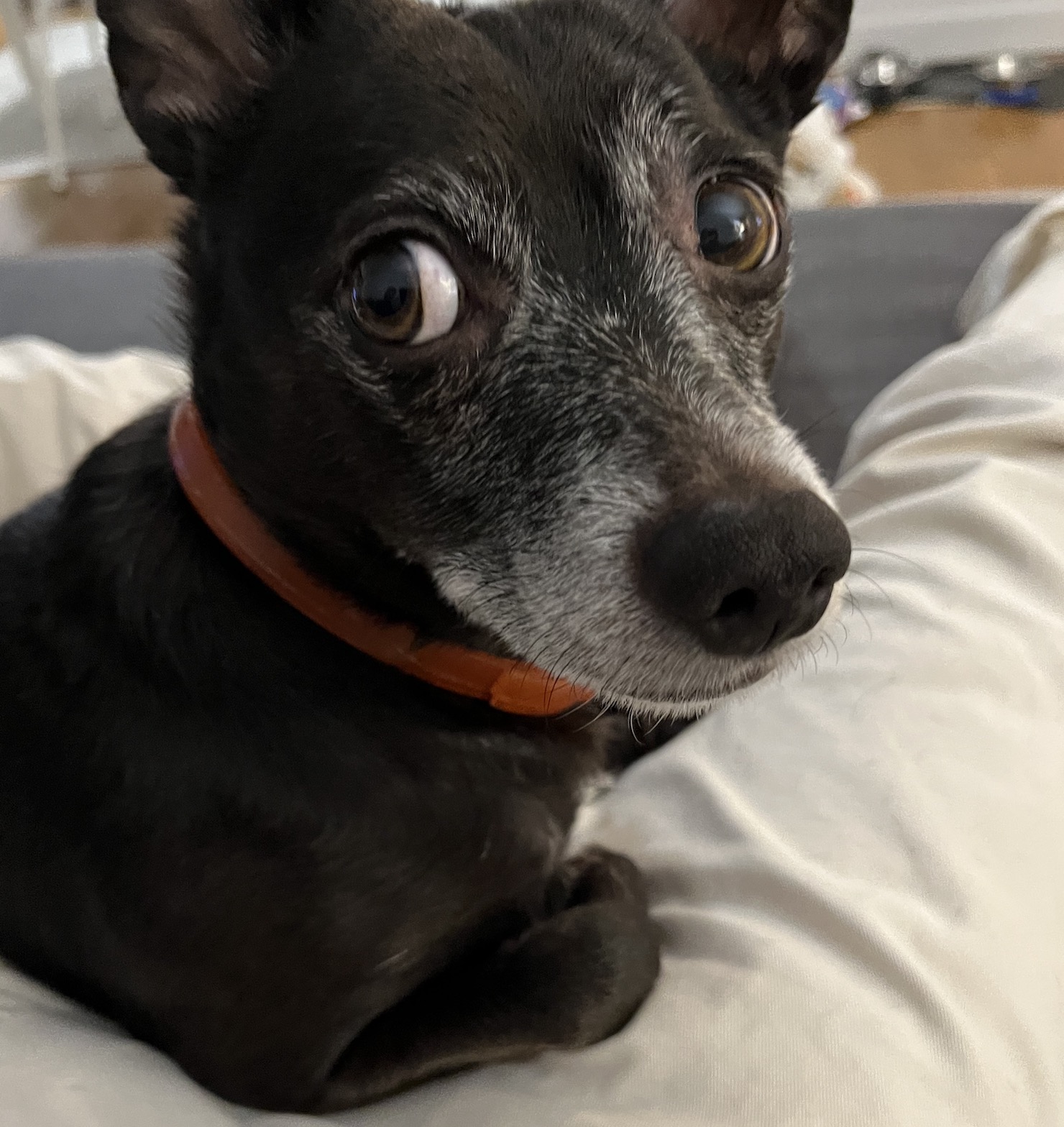 a small black dog looking at the camera