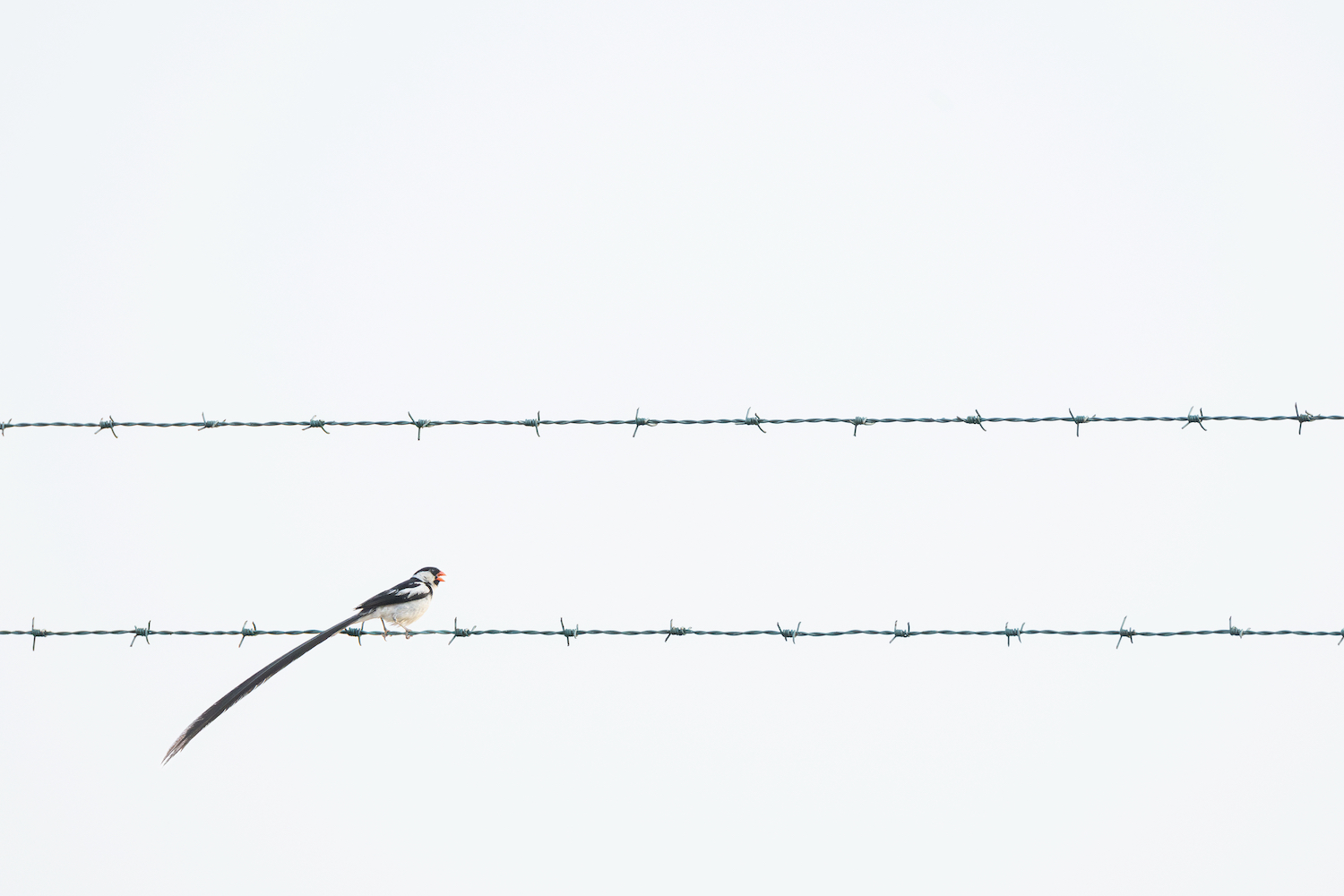 a small black and white bird sits on barbed wire