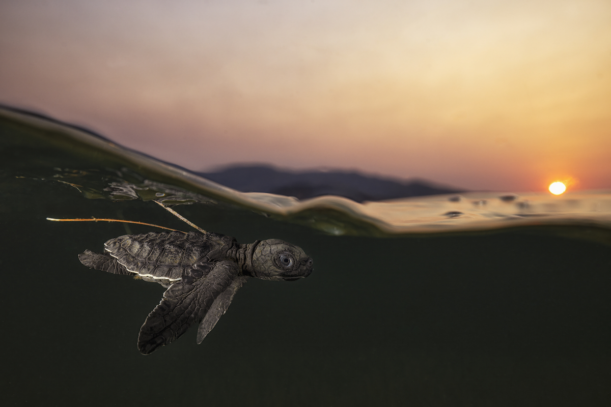 a small sea turtle swims near the surface of the water. above the water, a sun setting