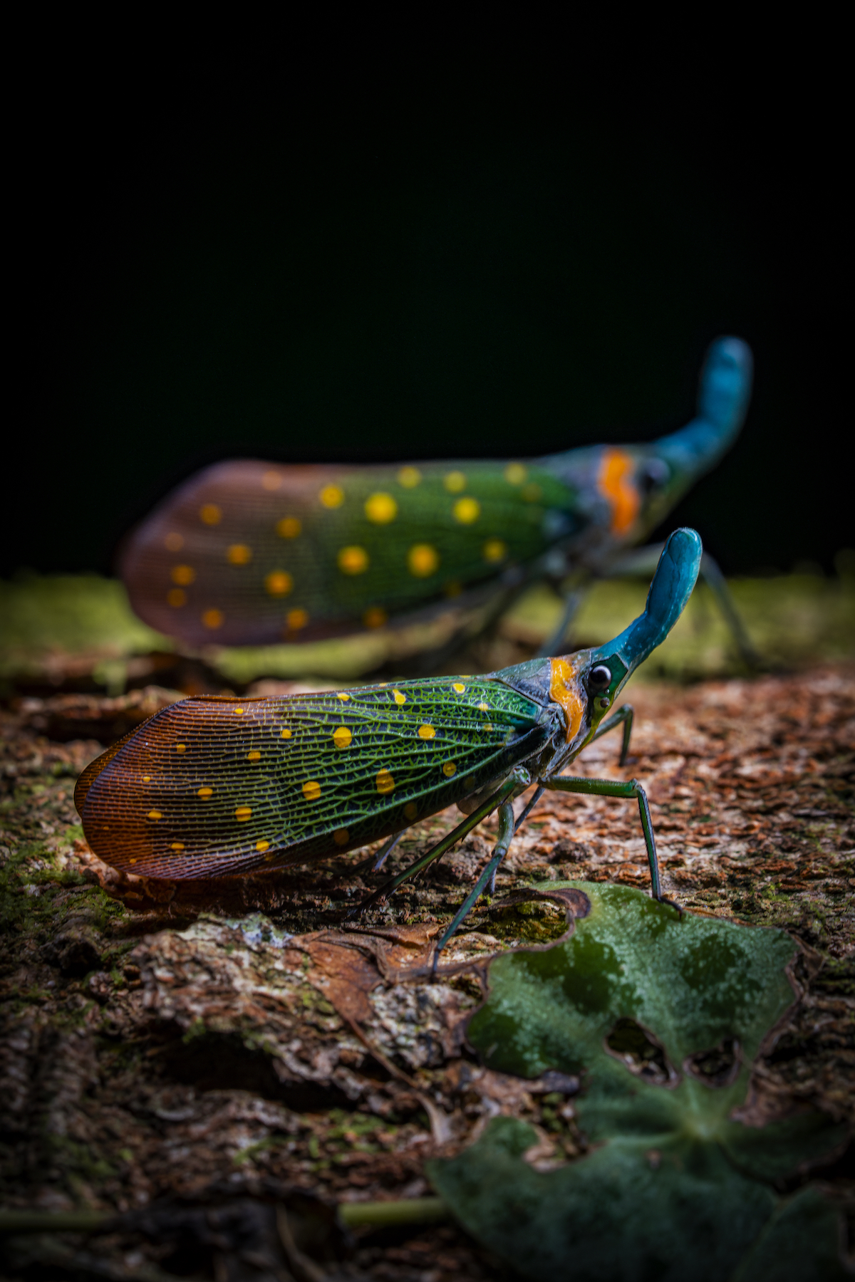 two spotted laternflies on a log