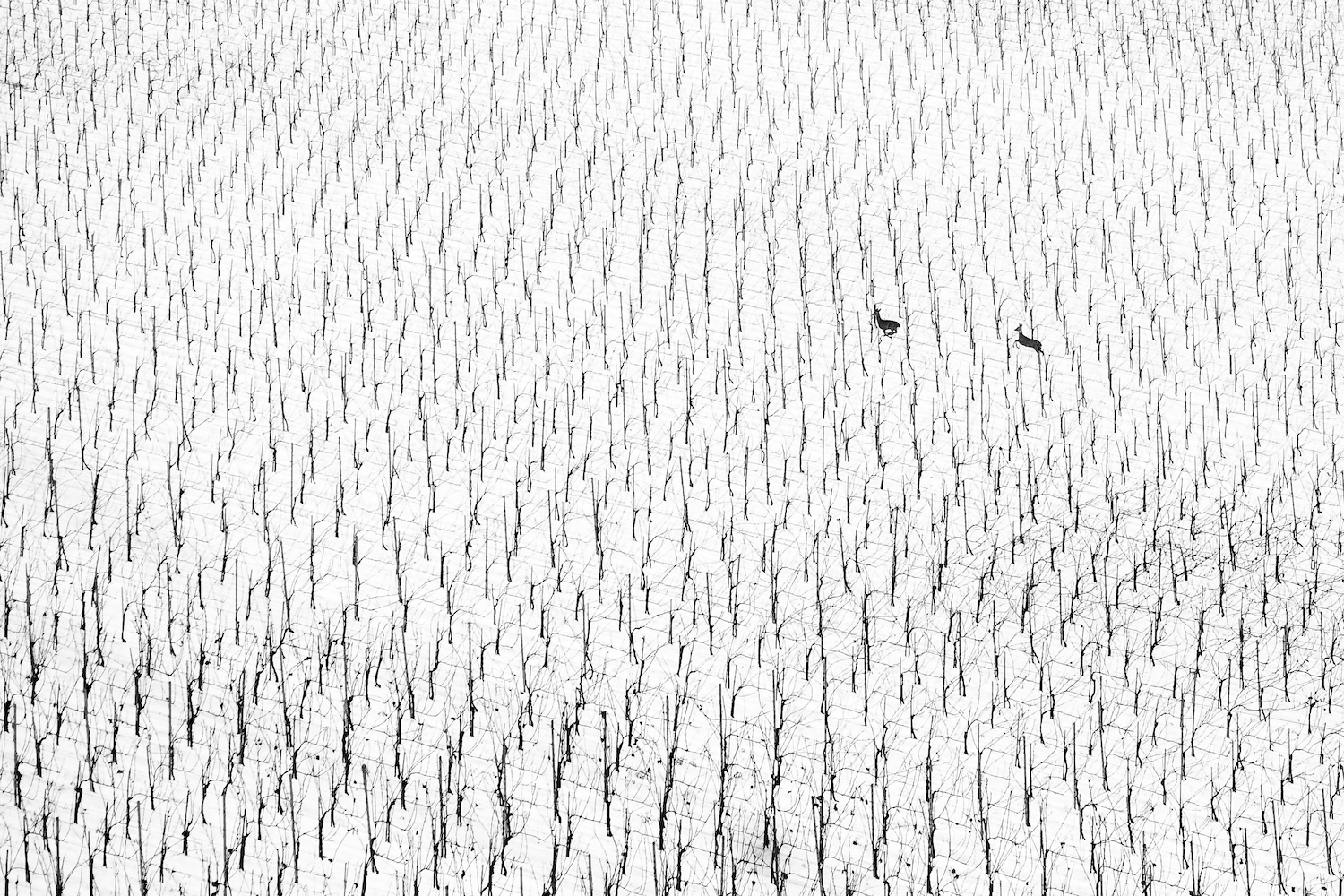 two deer running across a snow-covered vineyard