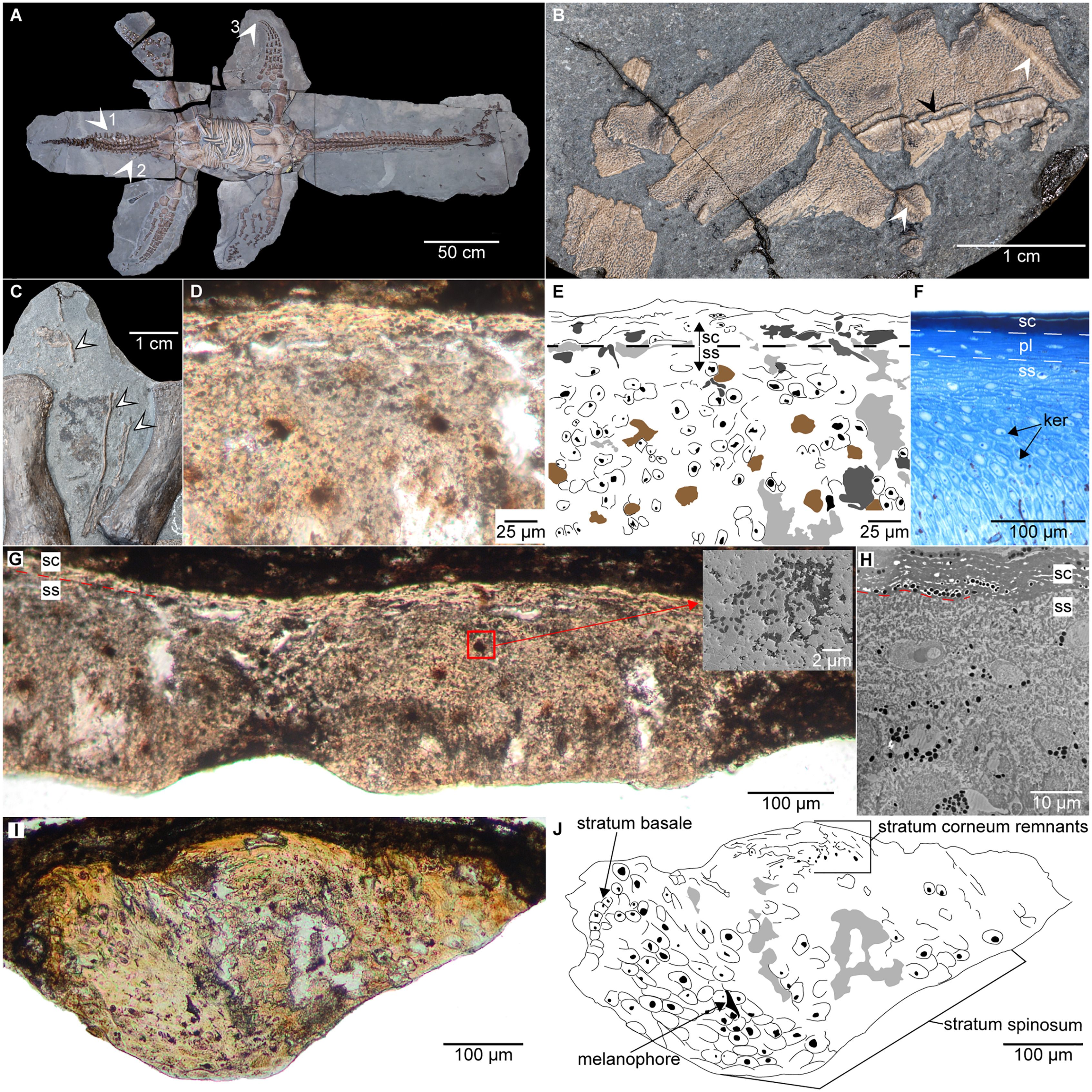 MH7 and various microscopic imaging scans taken of its fossilized soft tissues. Credit: Marx, et al.