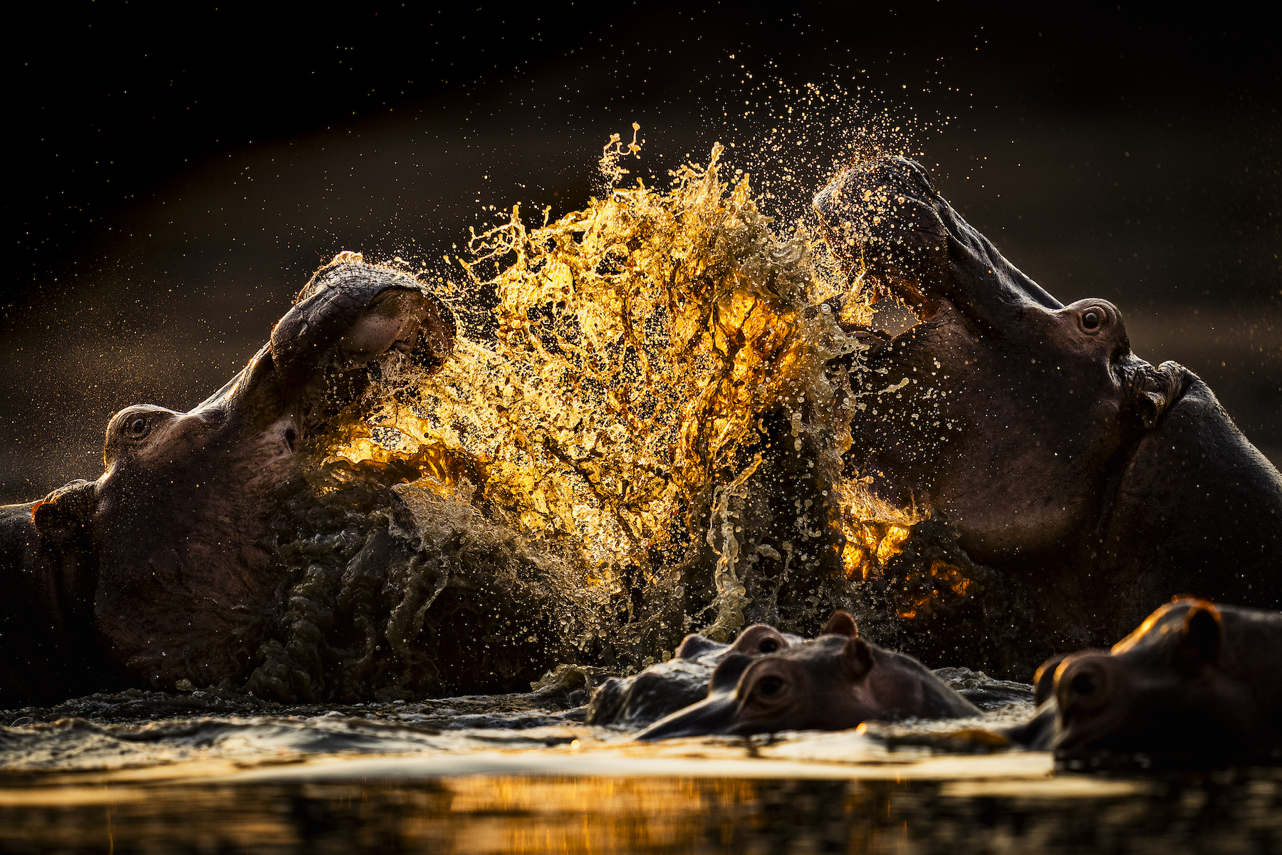 hippos splash water, mouths open