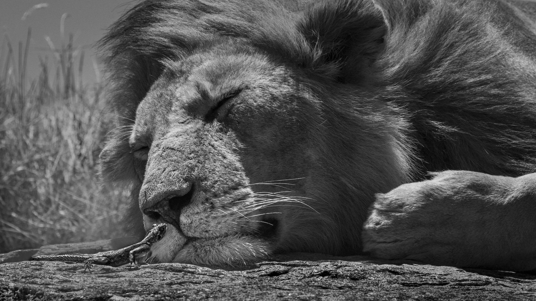 a lizard approaches the nose of a sleeping male lion