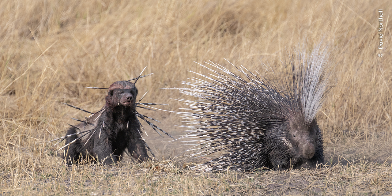 The Wildlife Photographer of the Year People’s Choice winners capture nature at its fiercest