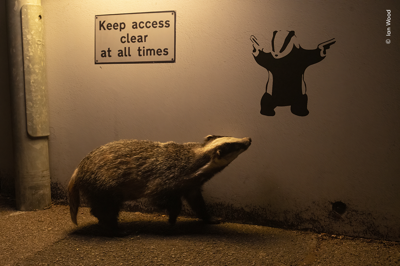 a badger illuminated by a street light looks up at badger graffiti on a wall. a 'keep access clear at all times' is also on the wall