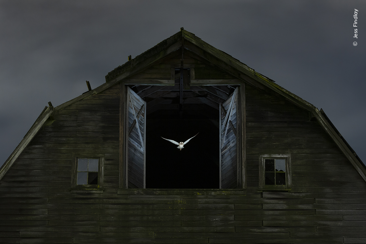 a owl flies out of a barn at night 