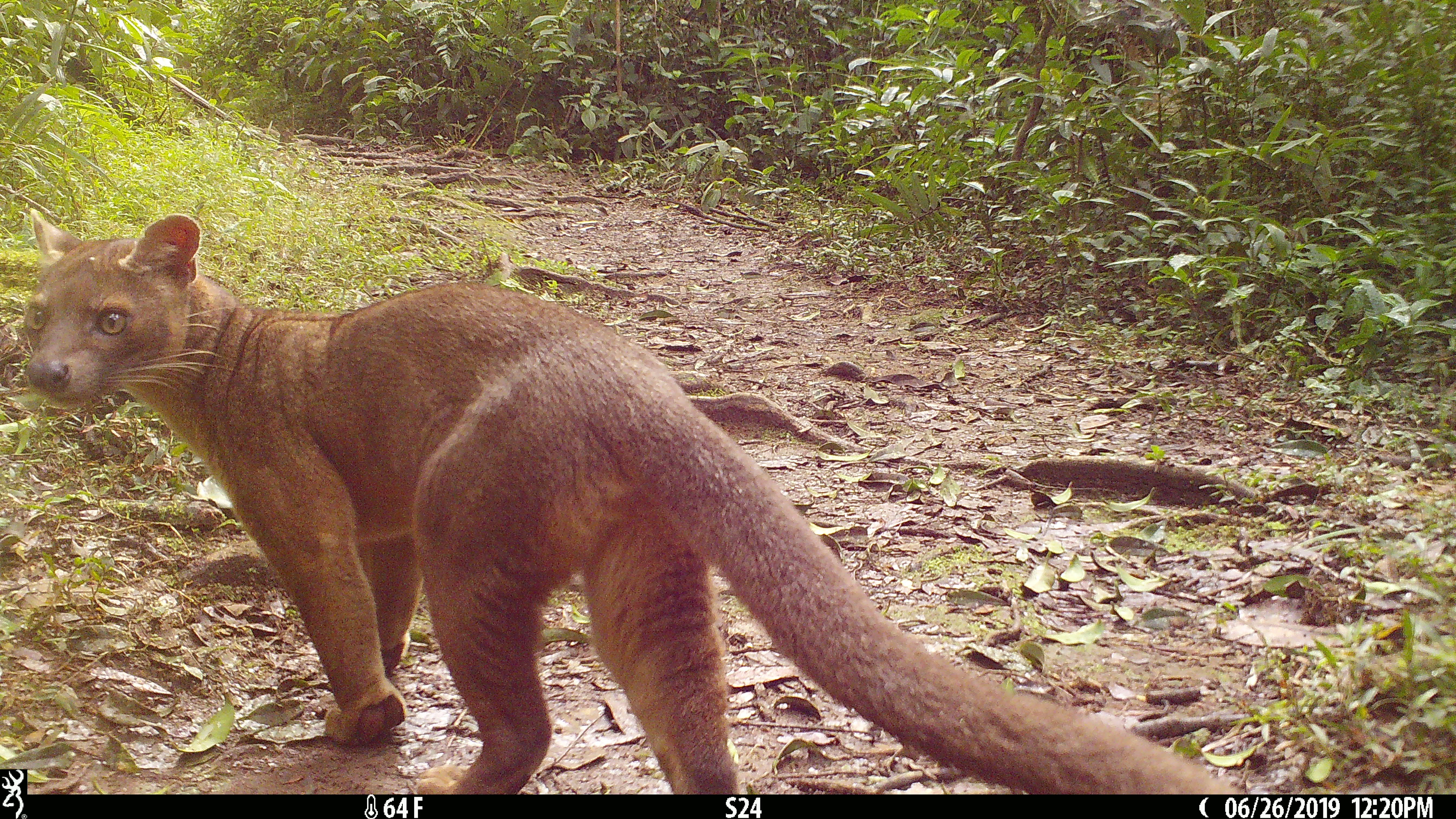 a long tailed mammal called a fosa walks by a wildlife camera