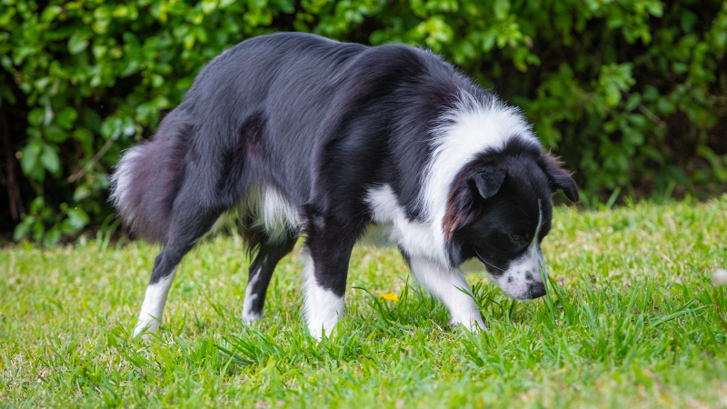 a black and white dog called a border collie sniffs around green grass