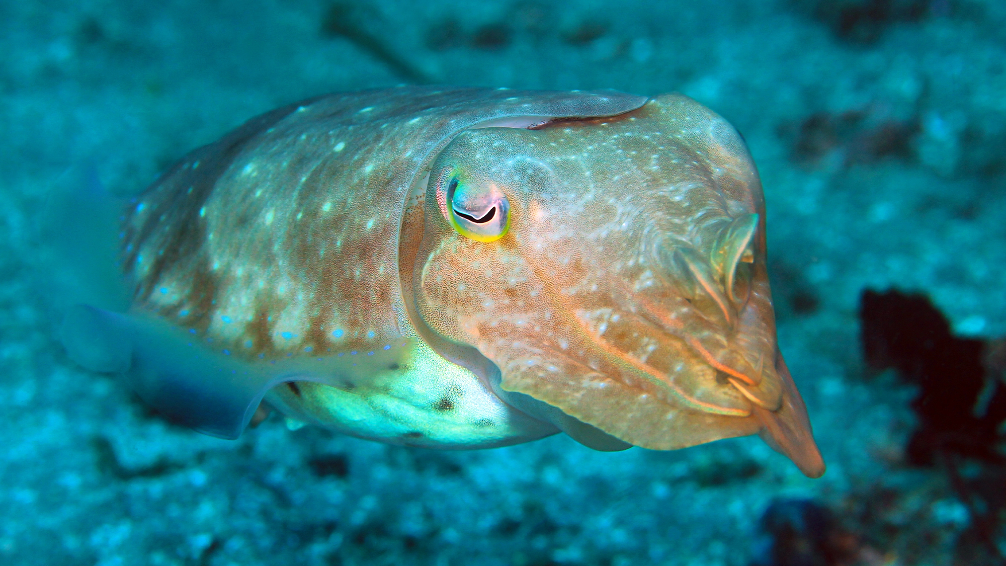 Cuttlefish ink can help keep sharks away from humans