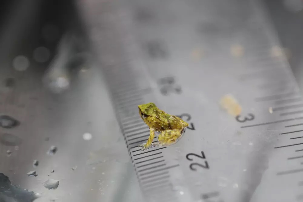 a tiny frog on a ruler