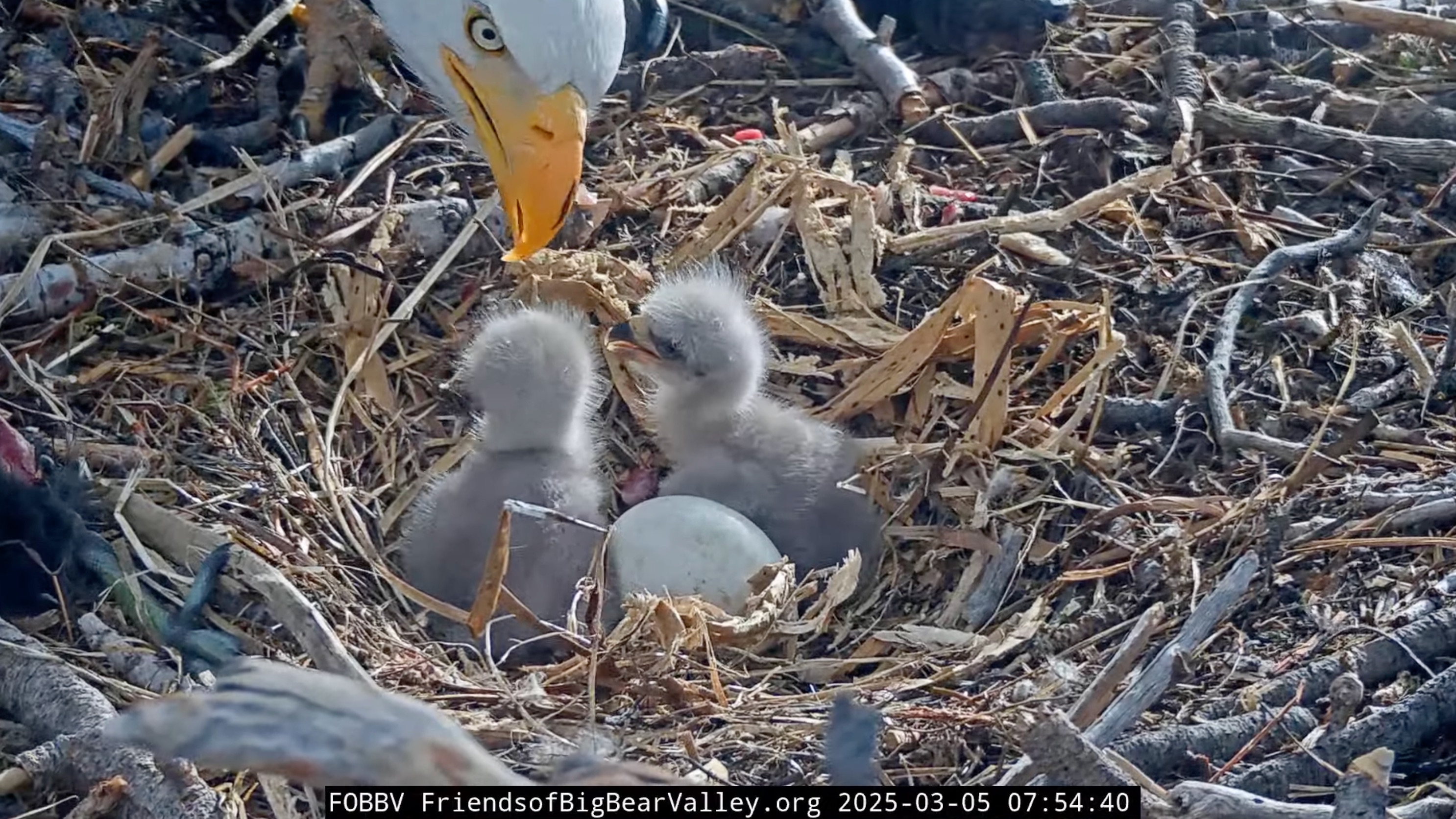 The famous bald eagle nest live cam is back and we have 3 baby eaglets