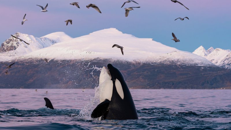 Killer whale breaching water with oceans and birds behind it