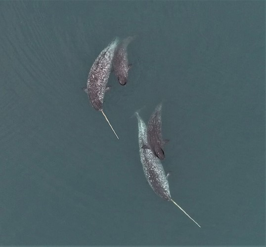 two narwhals with long tusks swim with two smaller narwhals without tusks