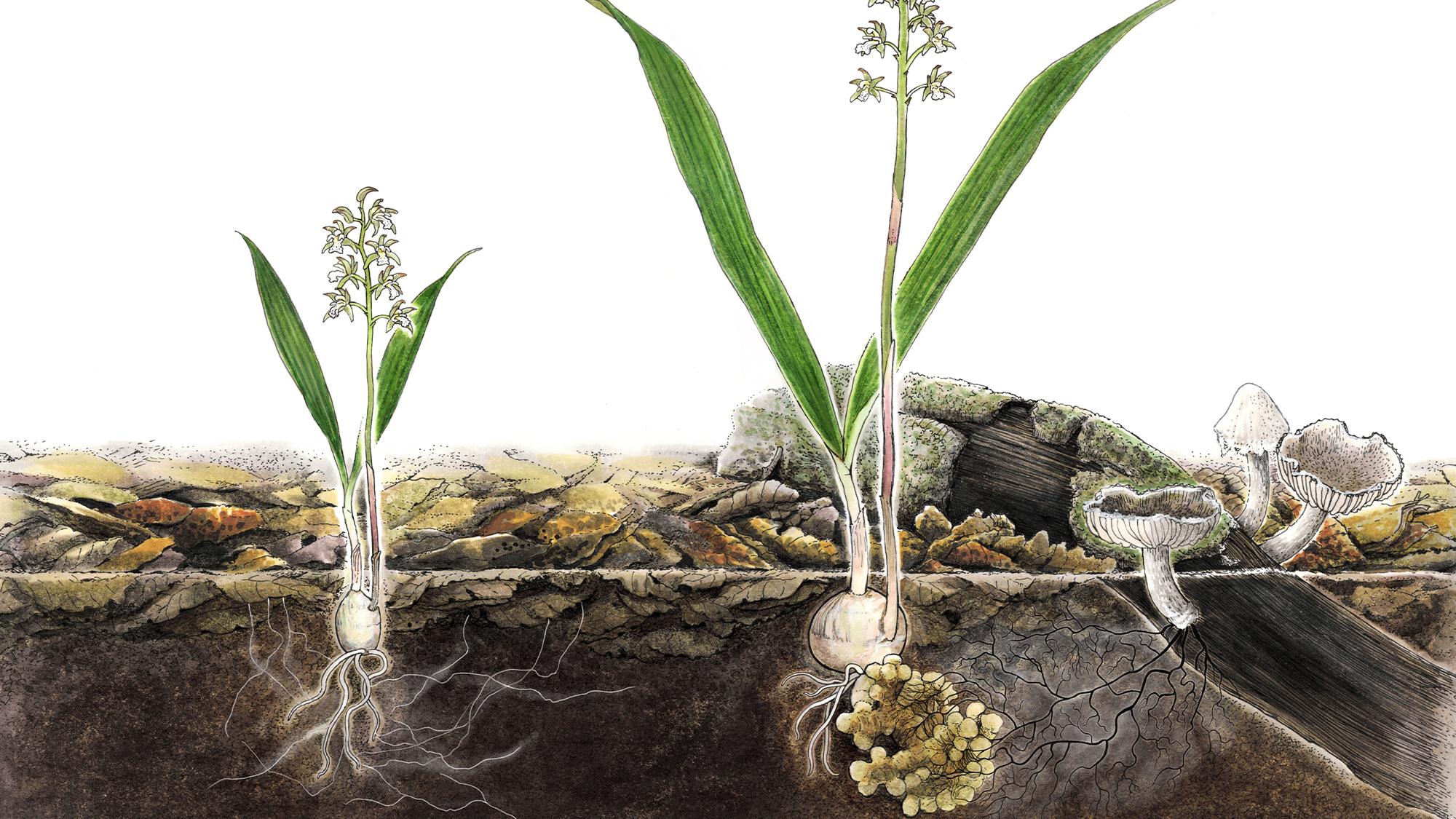 Parasitic orchids ditch photosynthesis for fungi