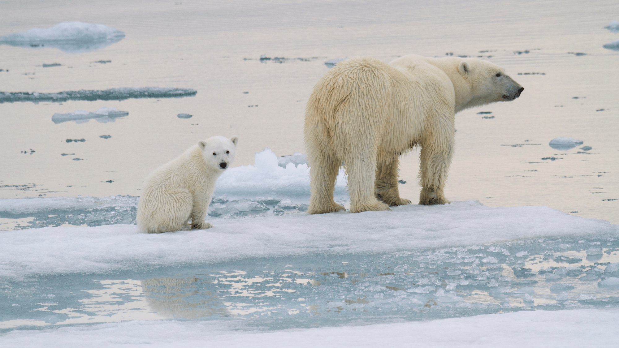 See the first moments when 3 polar bear cubs emerge from their den