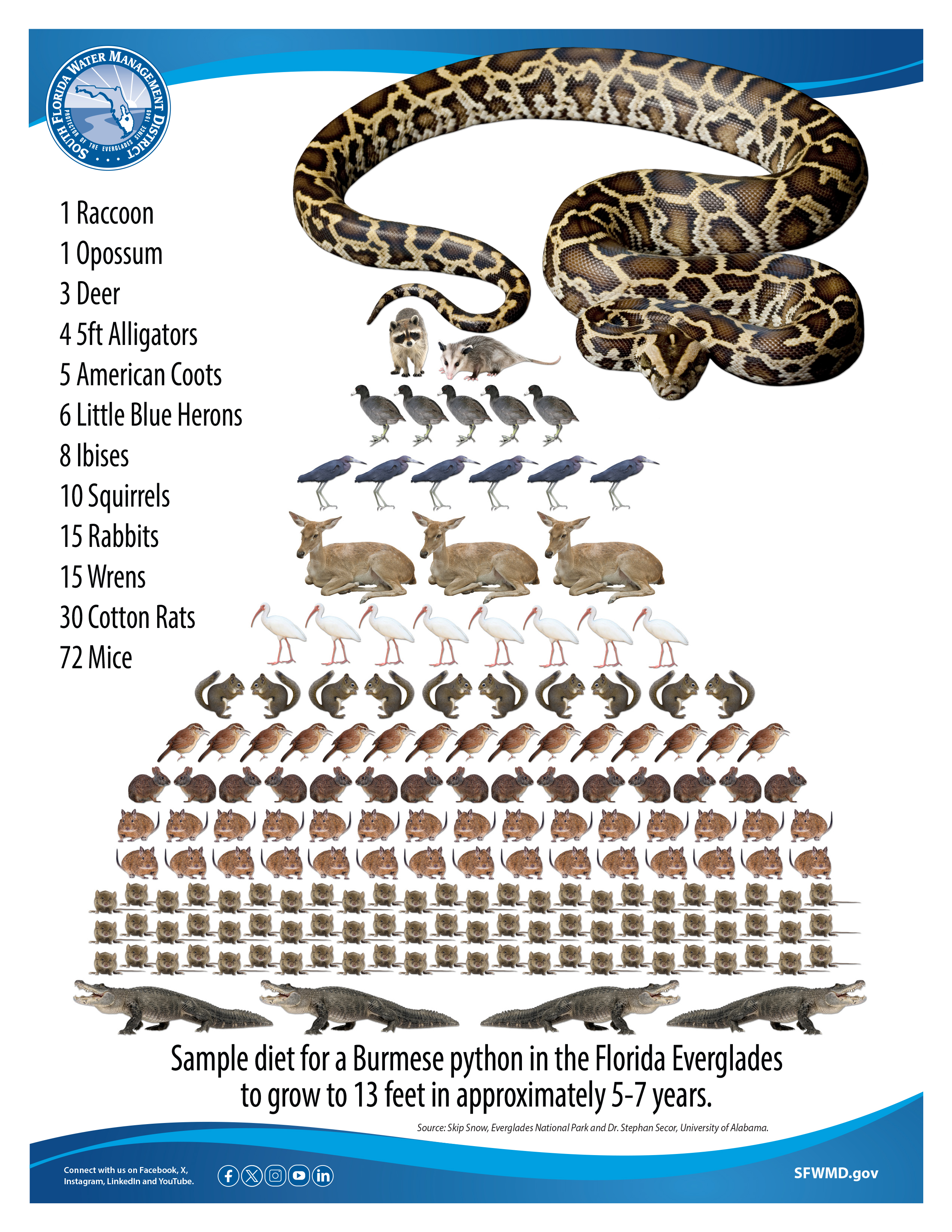 a chart showing that one burmese python can eat 1 raccoon, 1 opossum, 1 deer, 4 alligators, 5 american coots 6 little blue herons, 8 ibises, 10 squirrels, 15 rabbits, 15 wrens, 30 cottton rats, and 72 mice