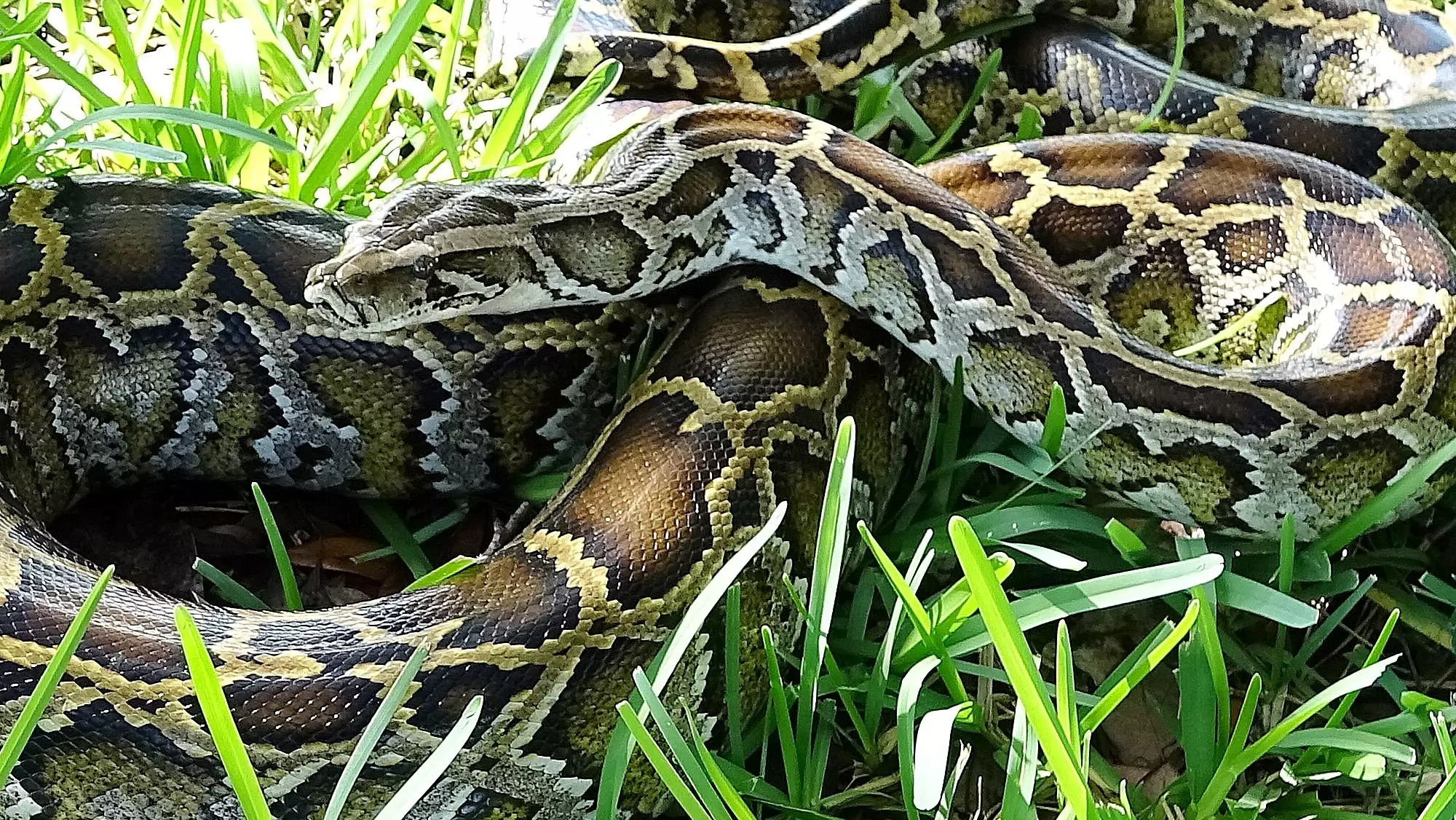 Hunting for Burmese pythons is best done in the dark