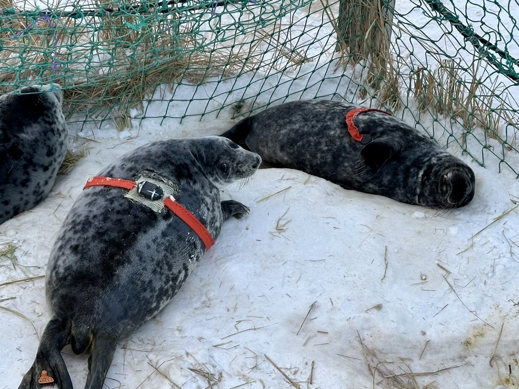 three grey seals laying on snow. two of them have orange heart rate monitors around their abdomens