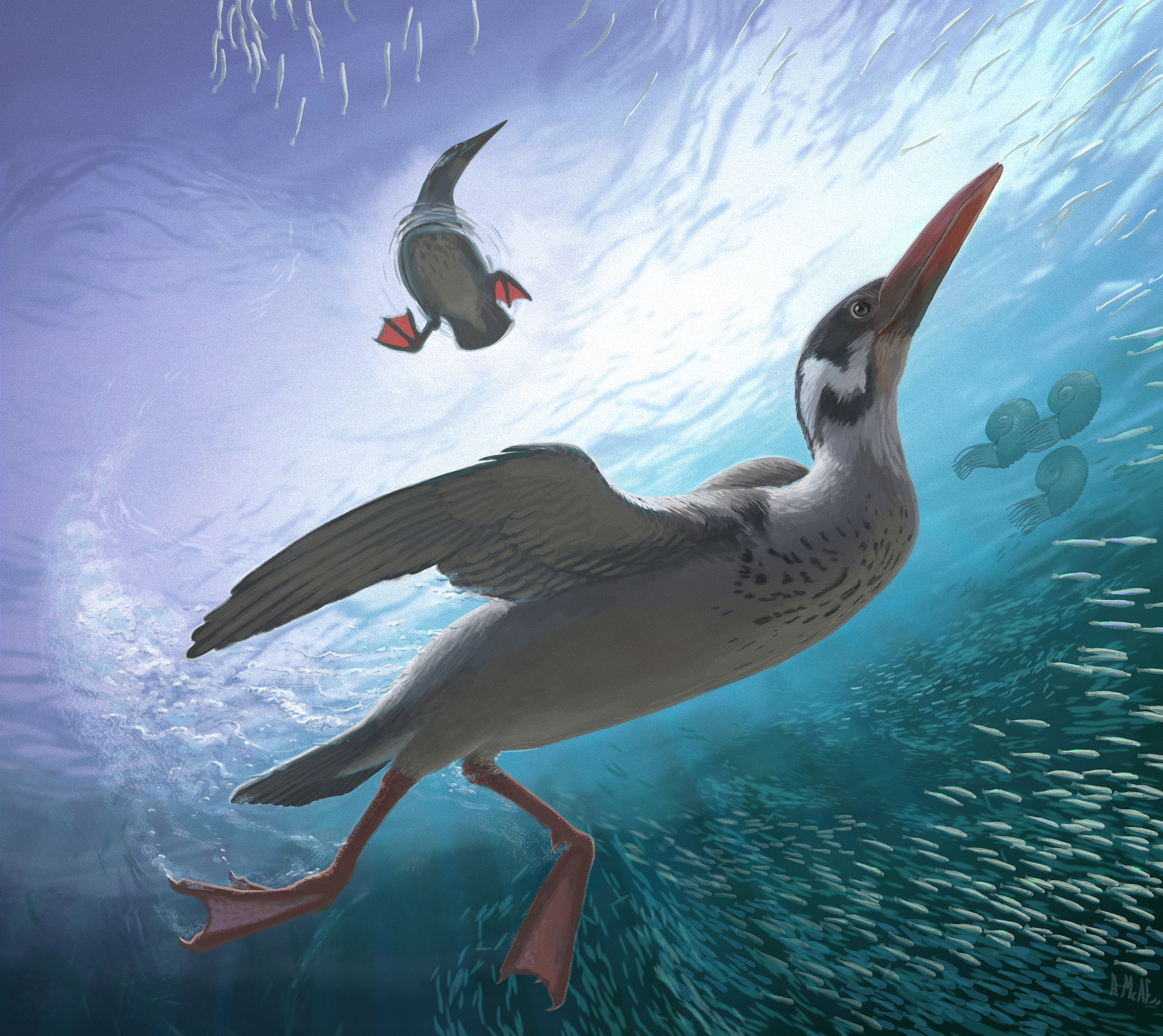 an illustration showing a pair of long-beaked birds called Vegavis iaai,  foraging for fish and other animals in the Late Cretaceous ocean off the coast of the Antarctic Peninsula

