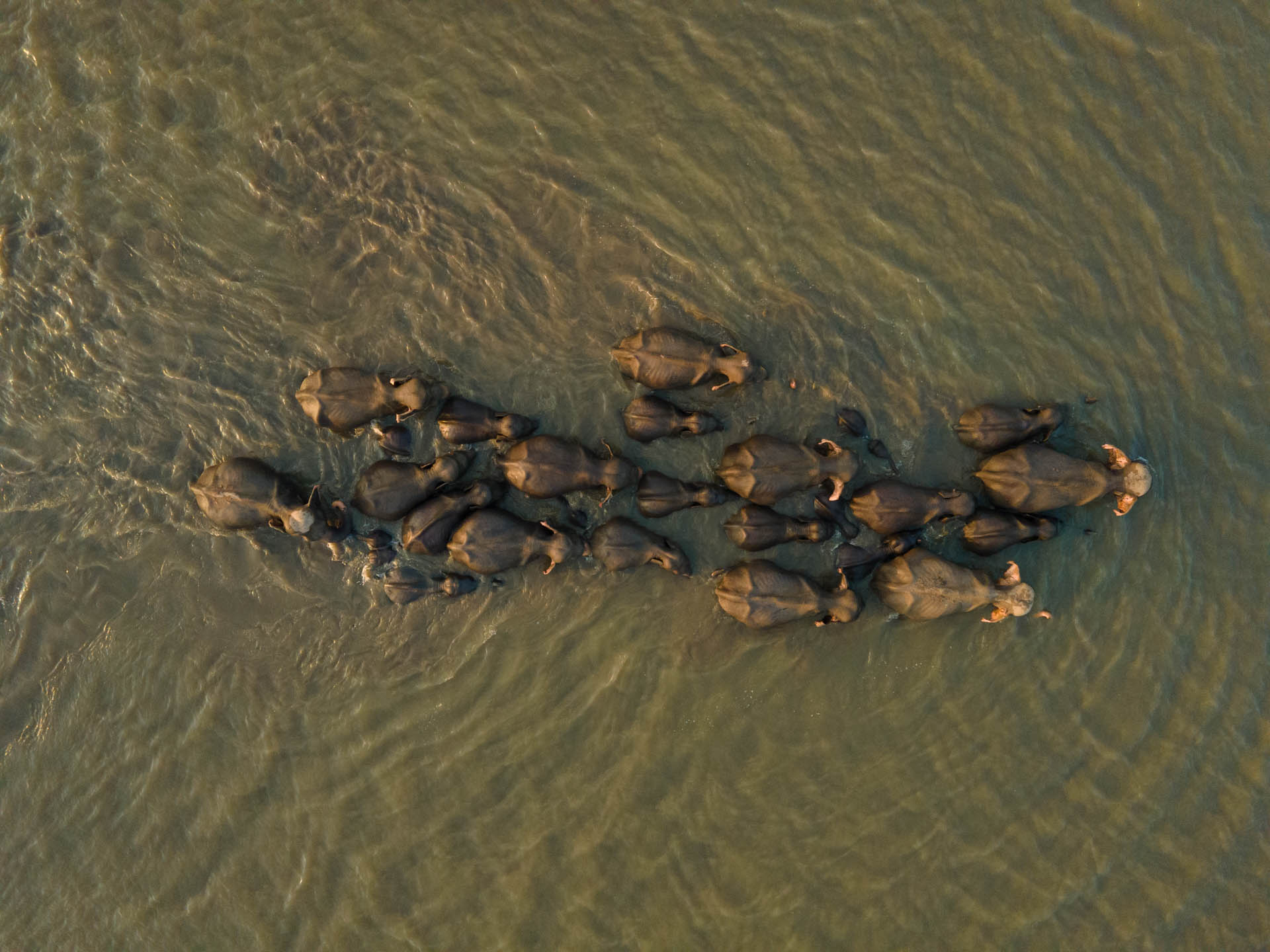 a herd of elephants pictured from above cross a river