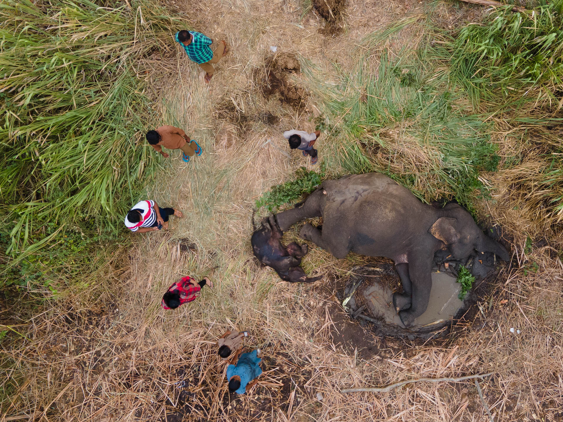 a mother elepahnt and her baby lay near a mud puddle as people walk by