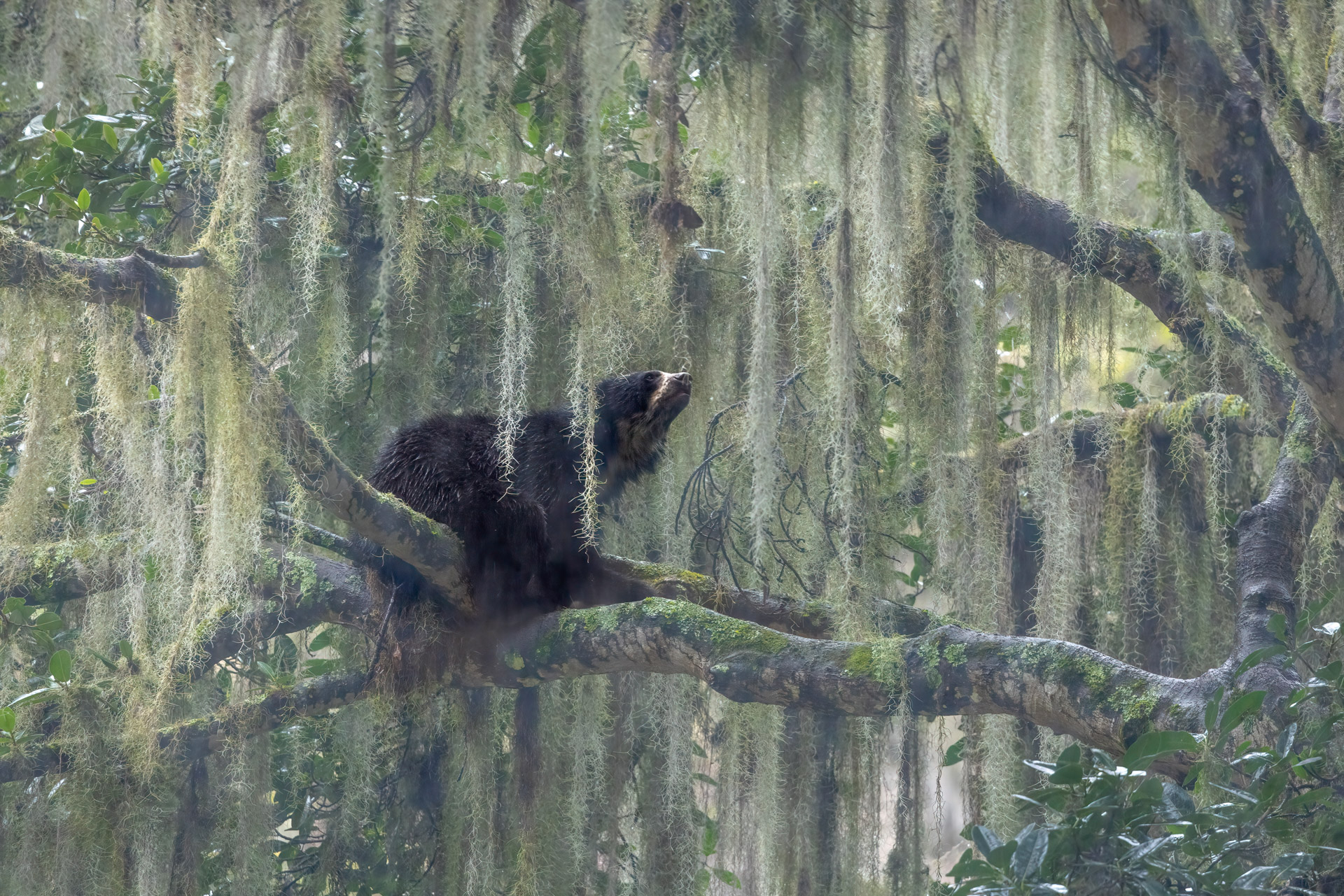 a black bear on a tree branch