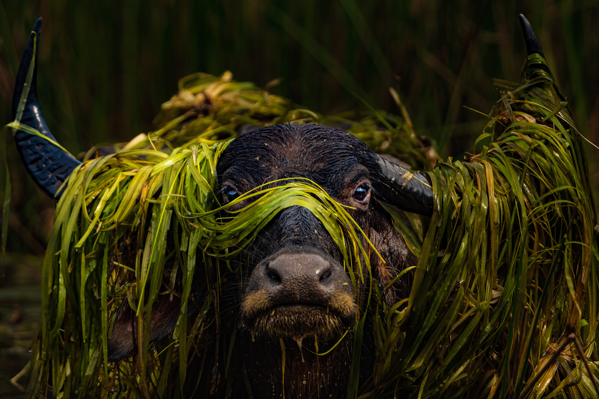 a water buffalo covered in green water grass