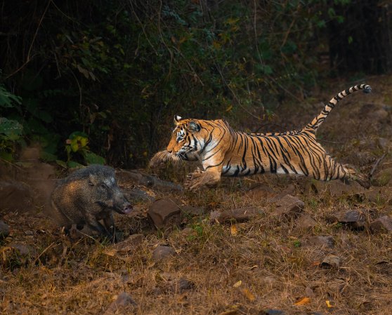 a tiger leaps at a boar