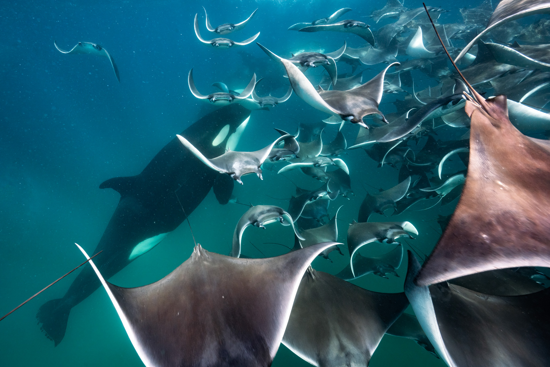 an orca swims amongst sting rays